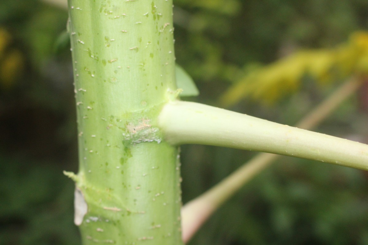 Carica papaya L.